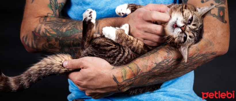 How to Love a Cat? Tips for Loving Cats