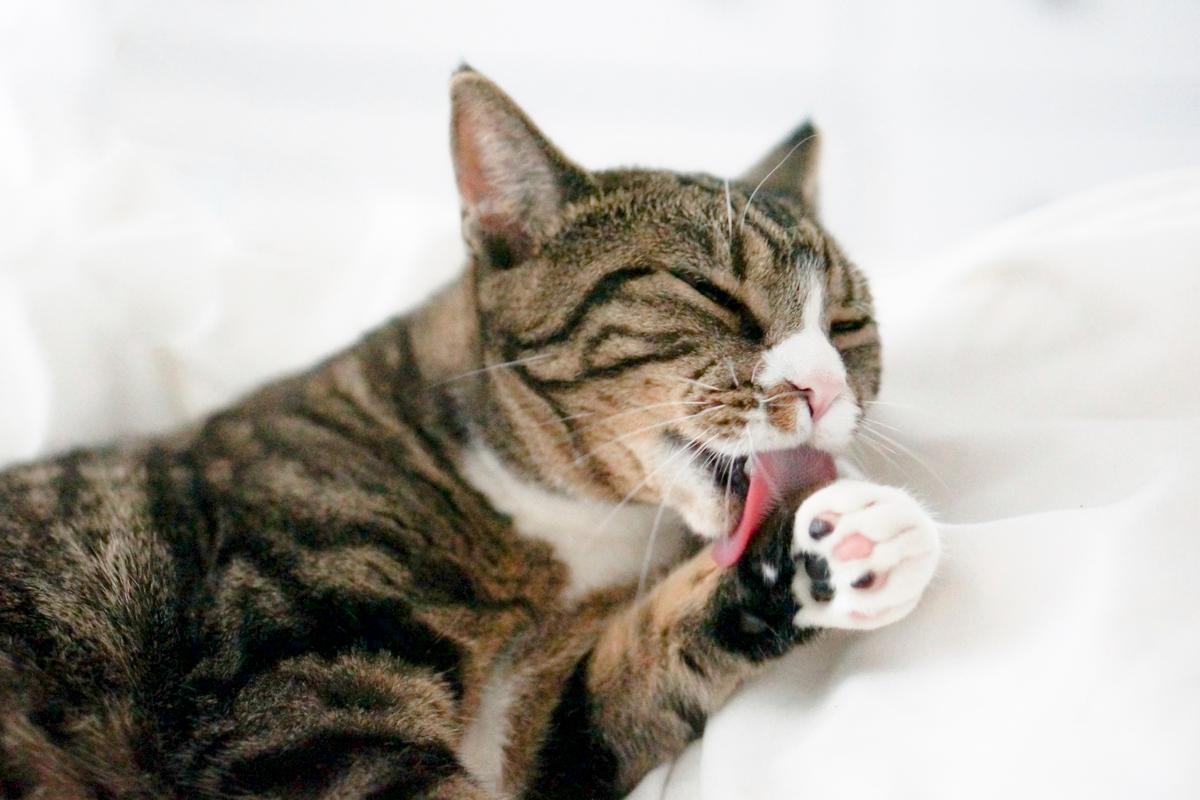 patilerini yalayan kedi