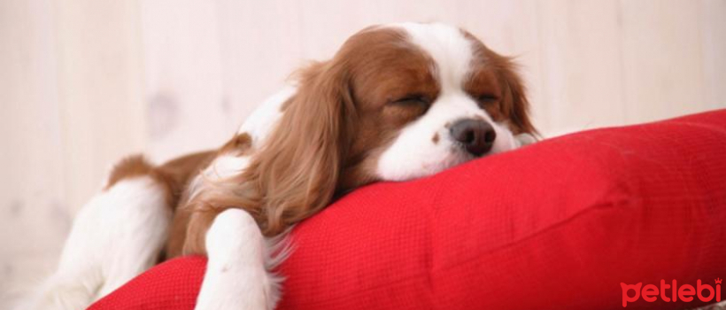 Suggestions for Dog Owners Who Spend Little Time Home