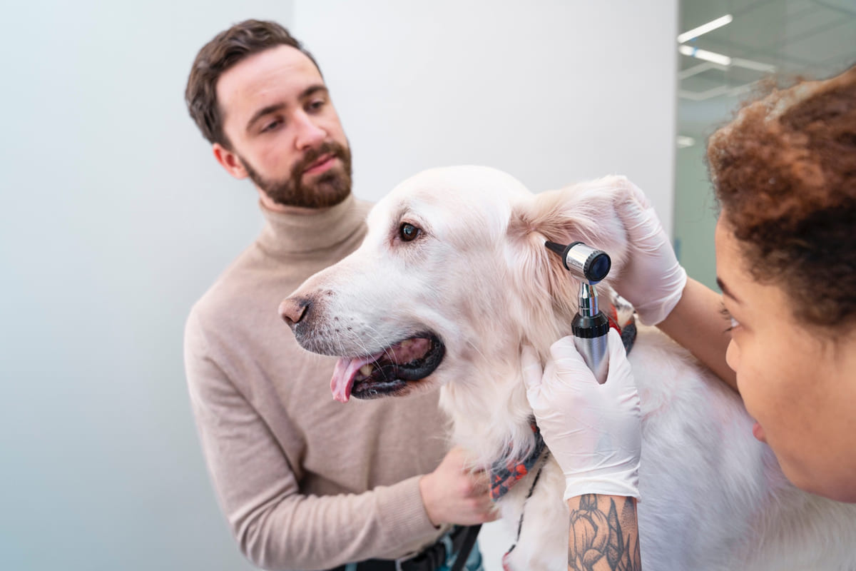 Dog undergoing ear examination