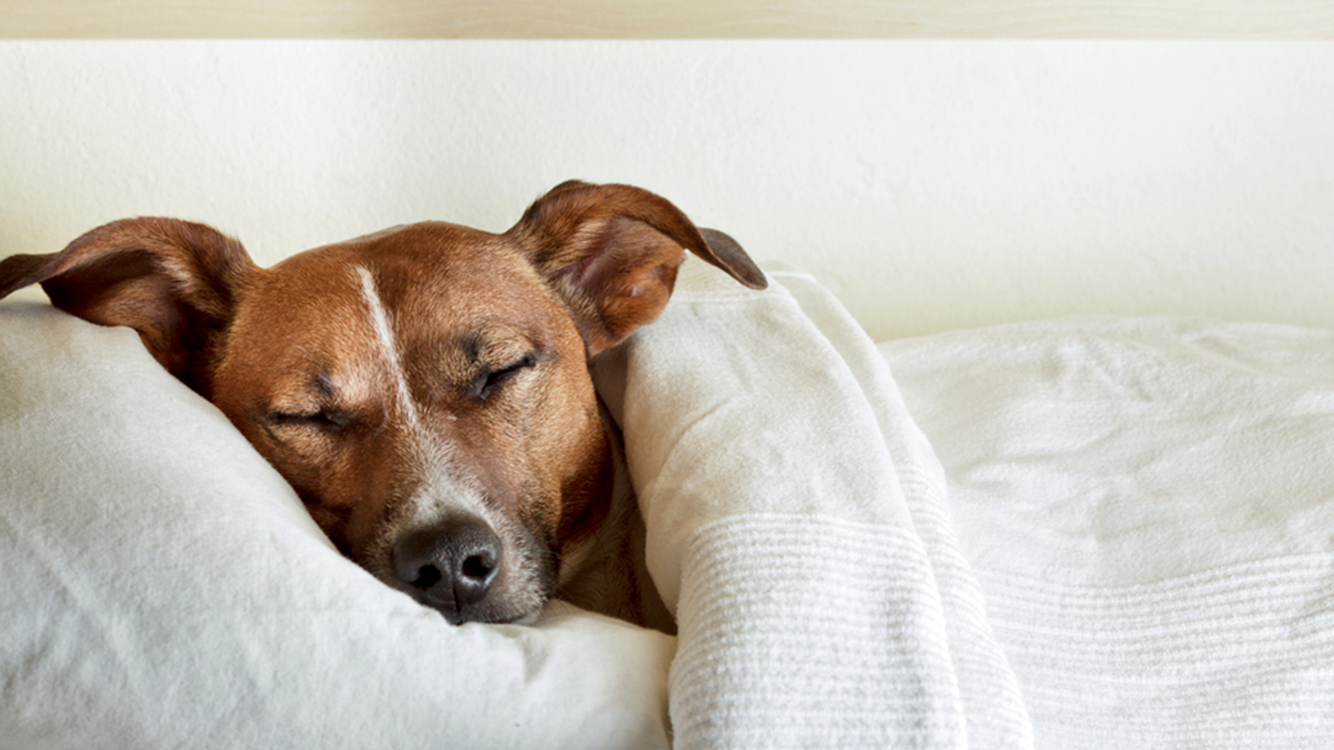 Dog covered with a blanket lying on the bed