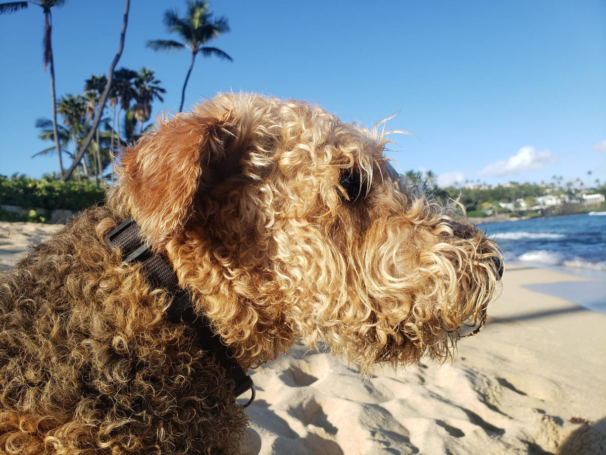 Soft Coated Wheaten Terrier