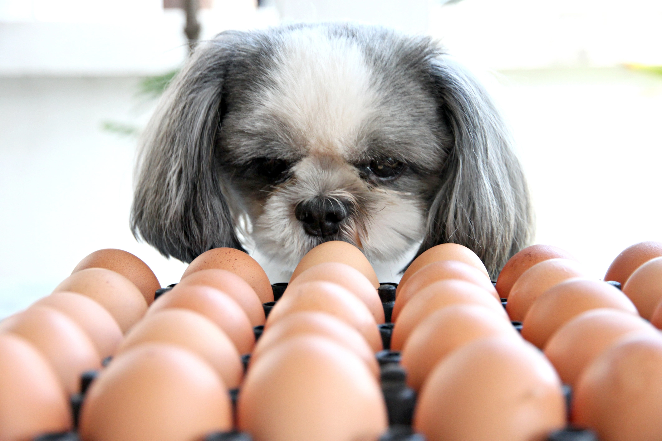 Small breed dog standing in front of eggs