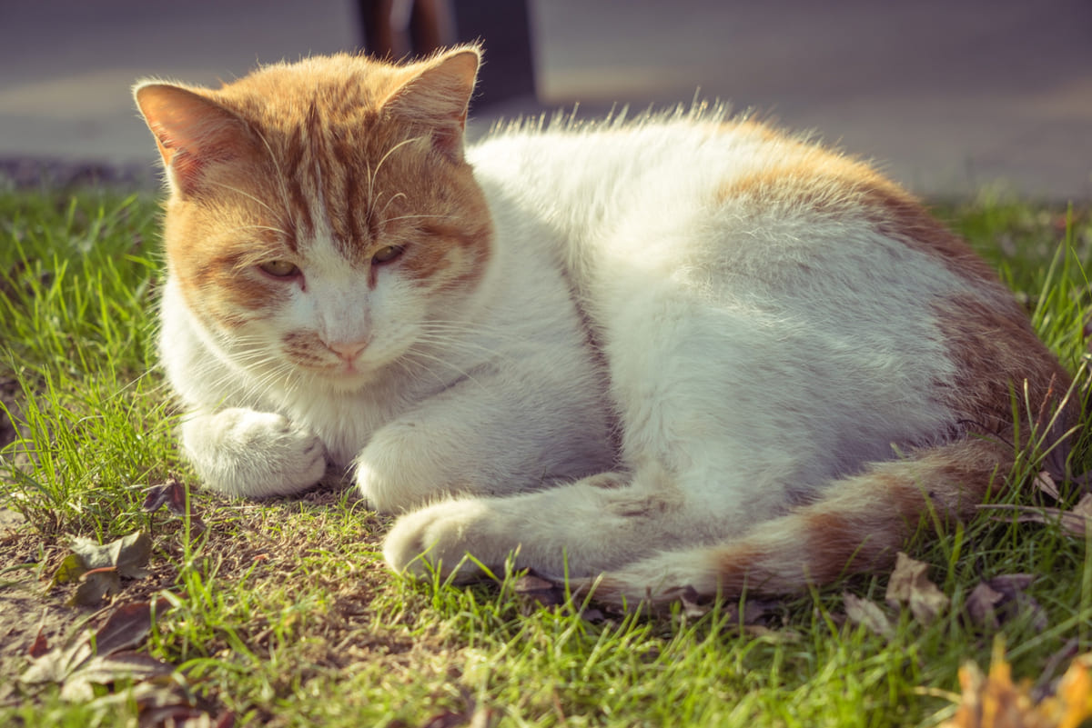 Cat lying on the grass in a loaf of bread position