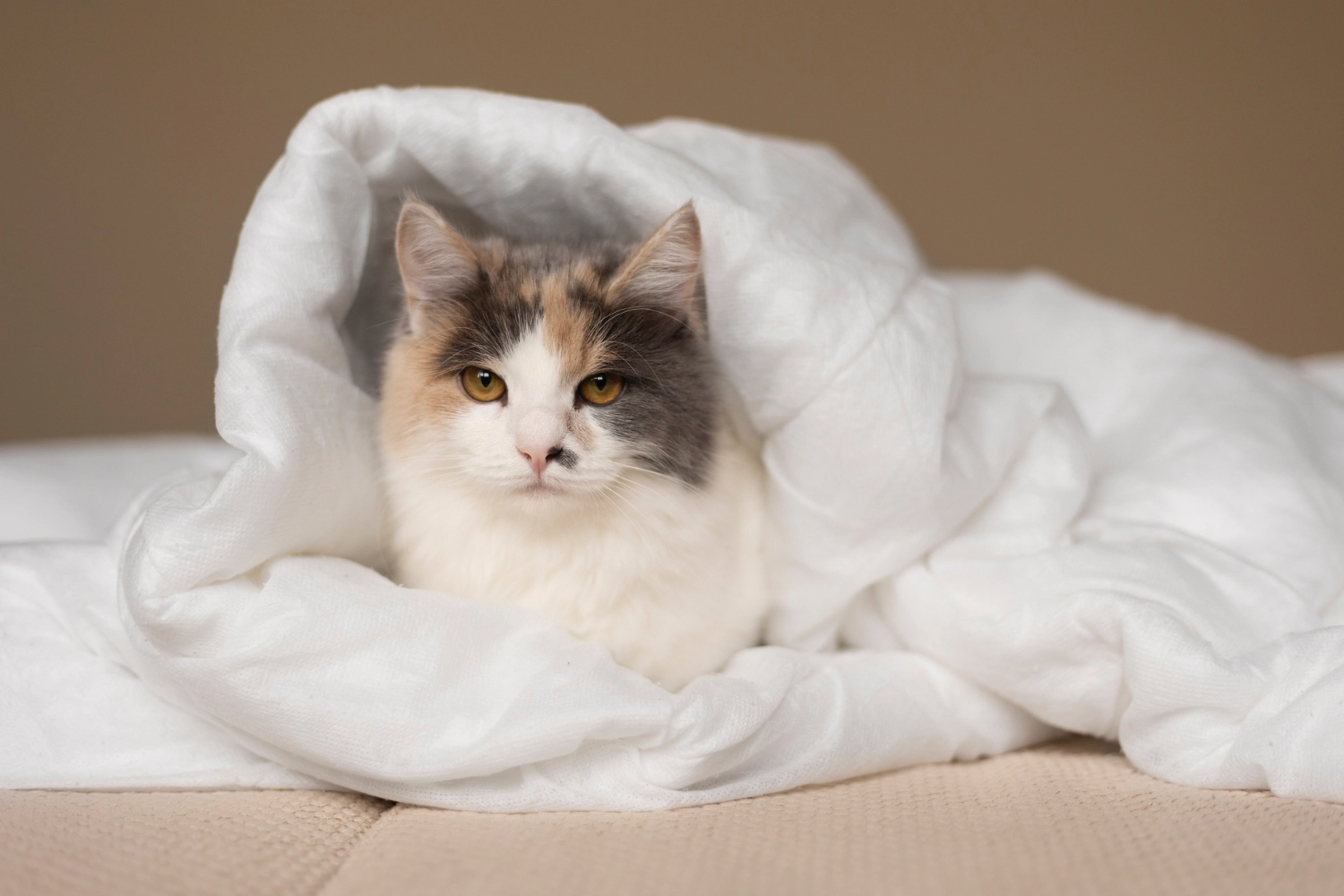 Cat lying under a blanket