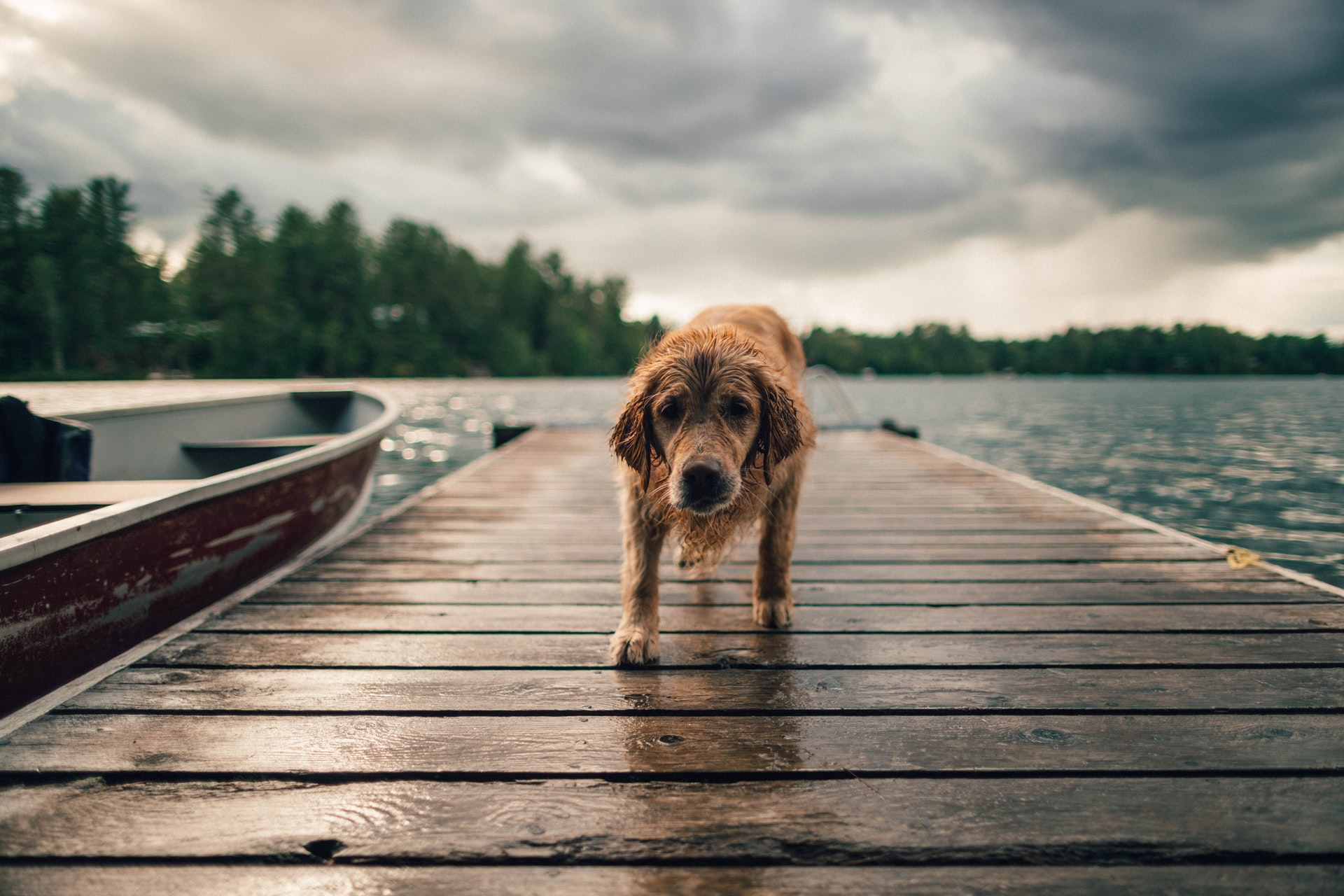 Dog emerging from the sea, looking fearfully