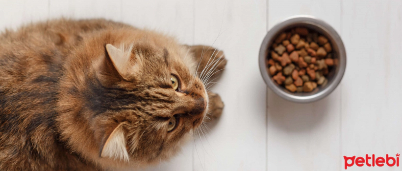 What is the Difference Between Grain-Based and Grain-Free Dog Food?