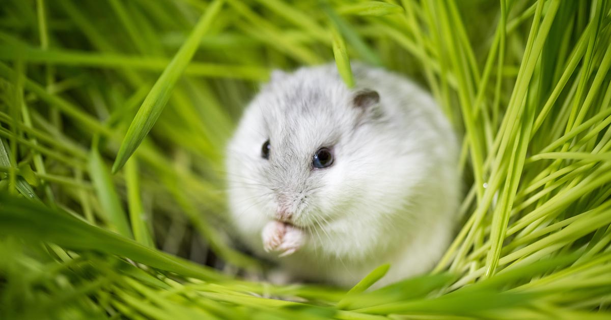 Hamster standing in the grass
