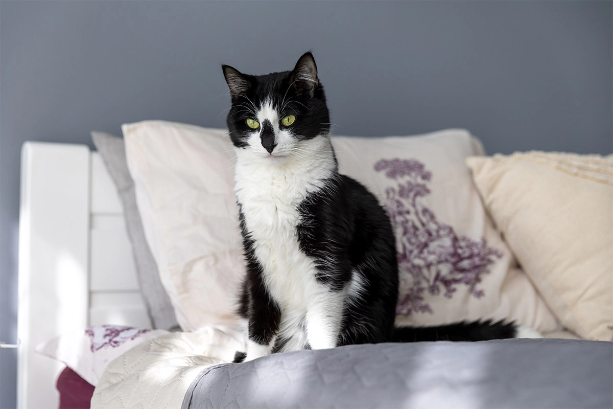 Tuxedo cat sitting on the bed