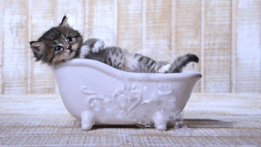Kitten in a miniature bathtub