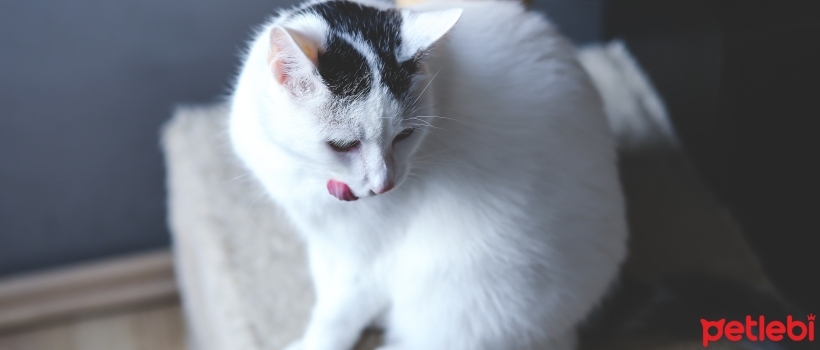 Why Do Cats Drool? Is It Dangerous?