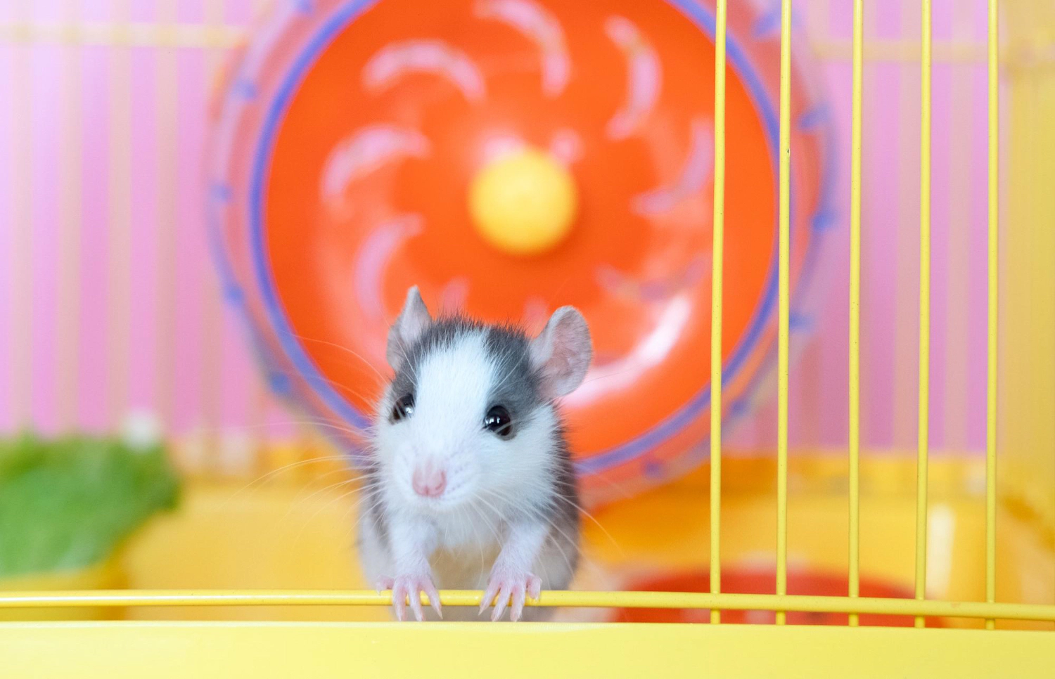 Hamster standing in its cage