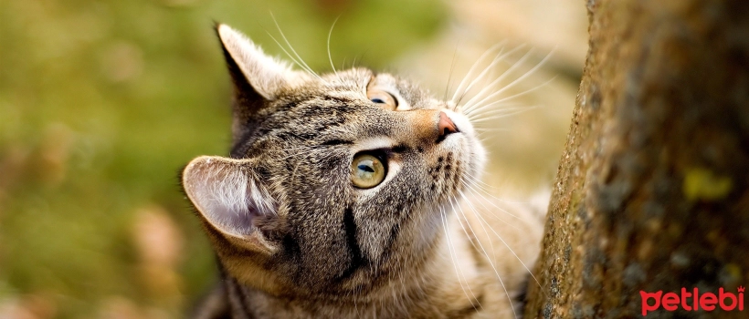 Causes, Symptoms and Treatment of Ear Hematoma (Swelling Behind the Ear) in Cats