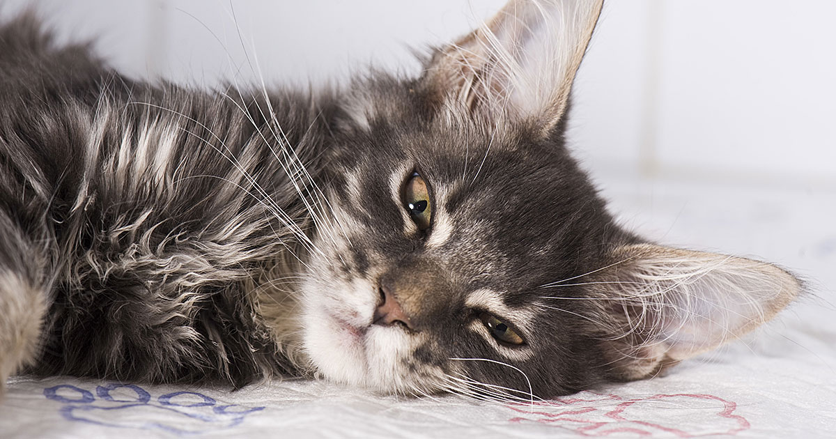 A grey-furred cat lying listlessly