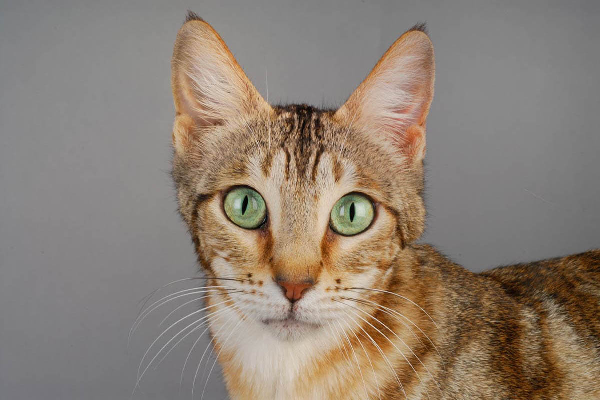Close-up of a green-eyed Sokoke cat