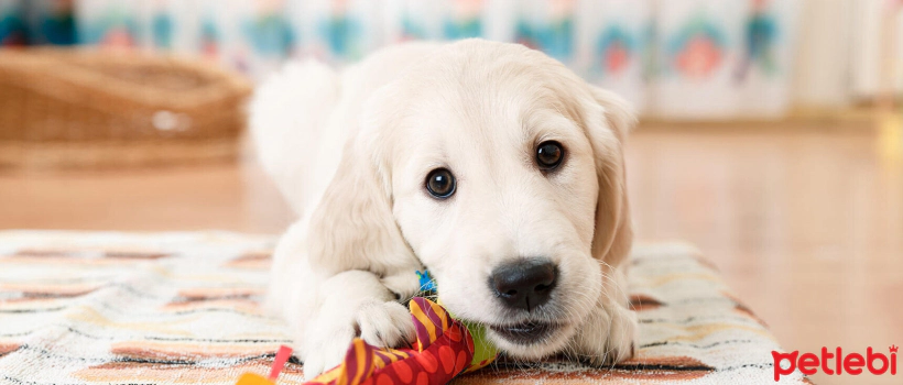 Indoor Activities You Can Do With Your Dog