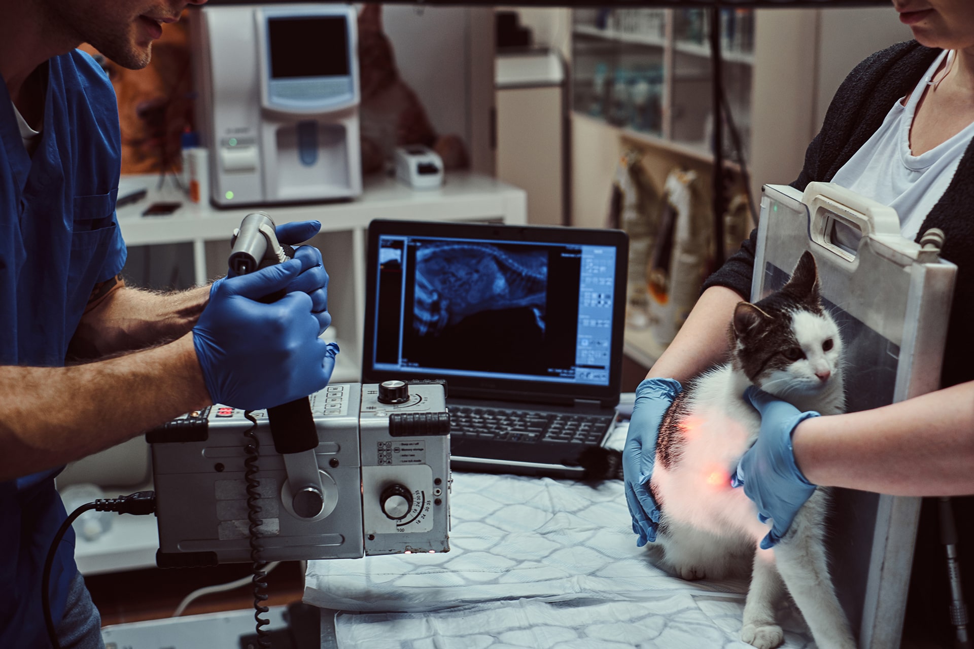A tabby cat with a contradictory X-ray