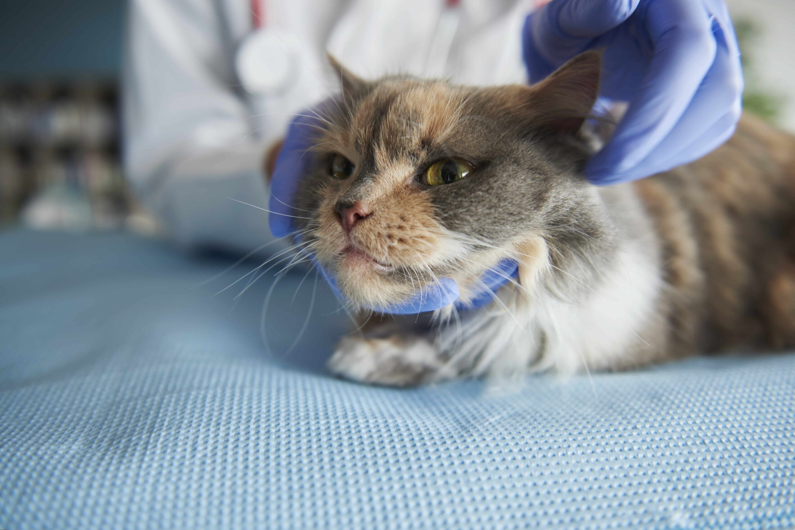 Cat under examination