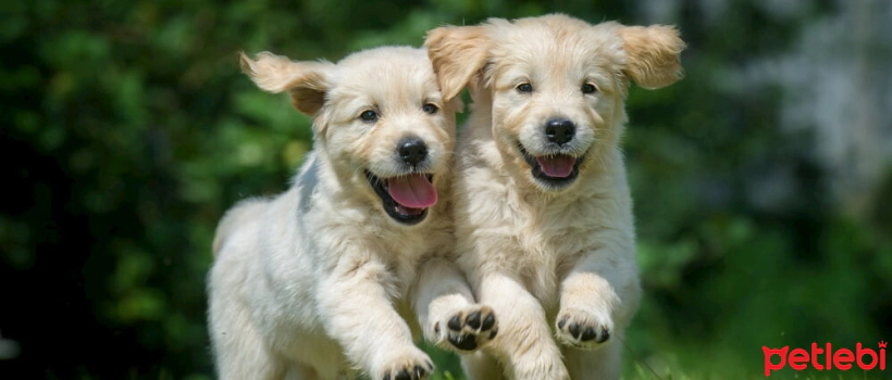 High Energy Levels in Puppies