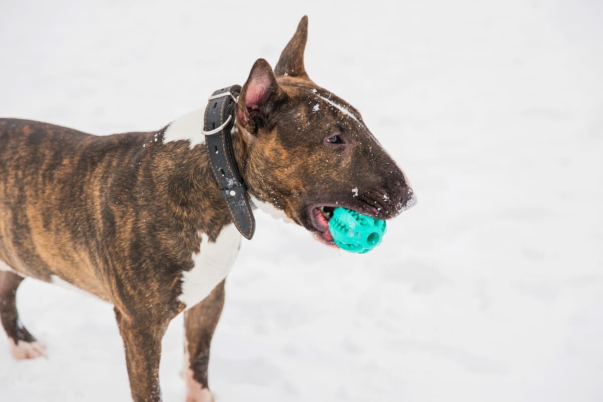 An energetic Bull Terrier holding a ball in its mouth in snowy weather Terrier