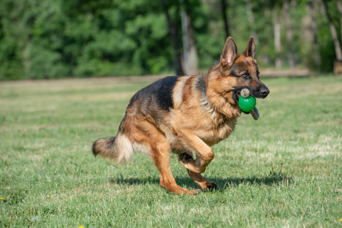 German Shepherd running with a training toy