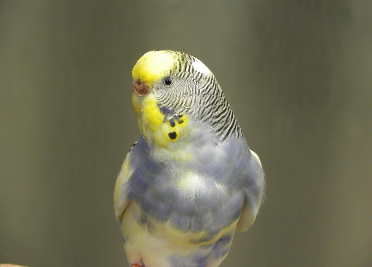 sideways looking budgie