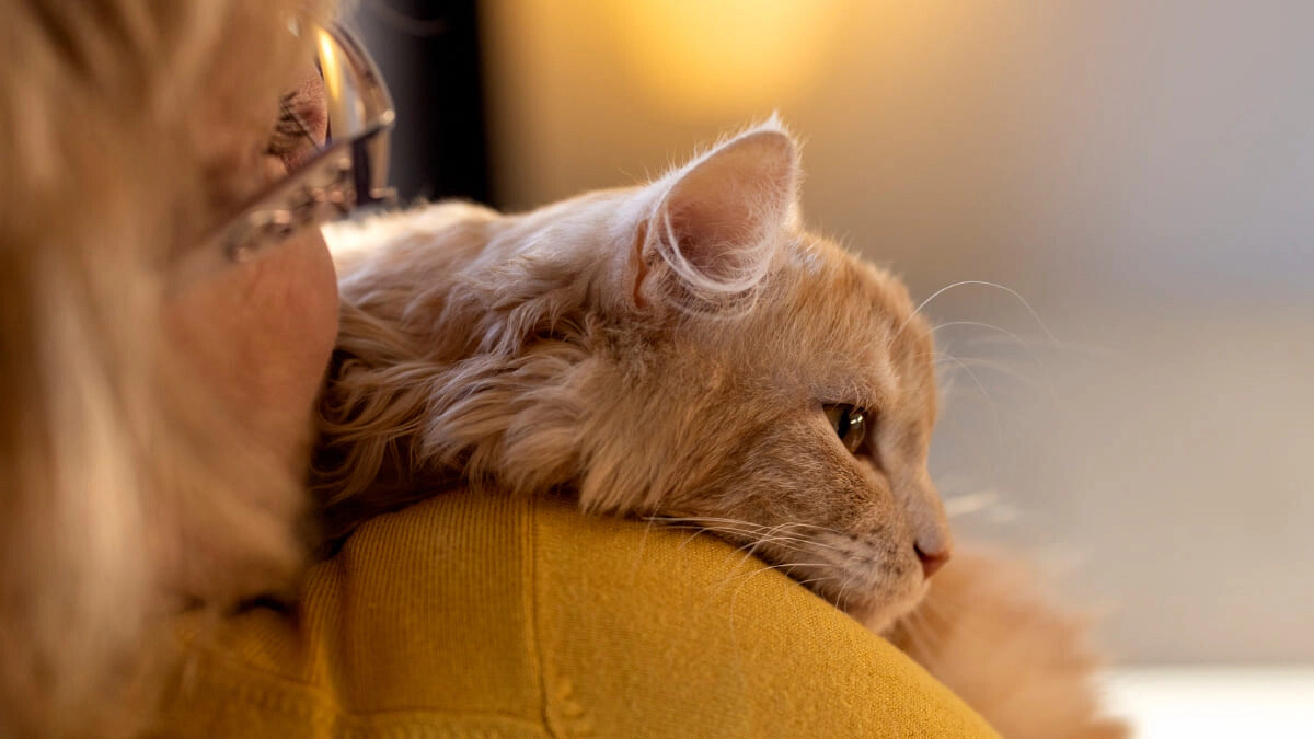 Why Do Cats Get Thinner as They Age? Symptoms and Treatment