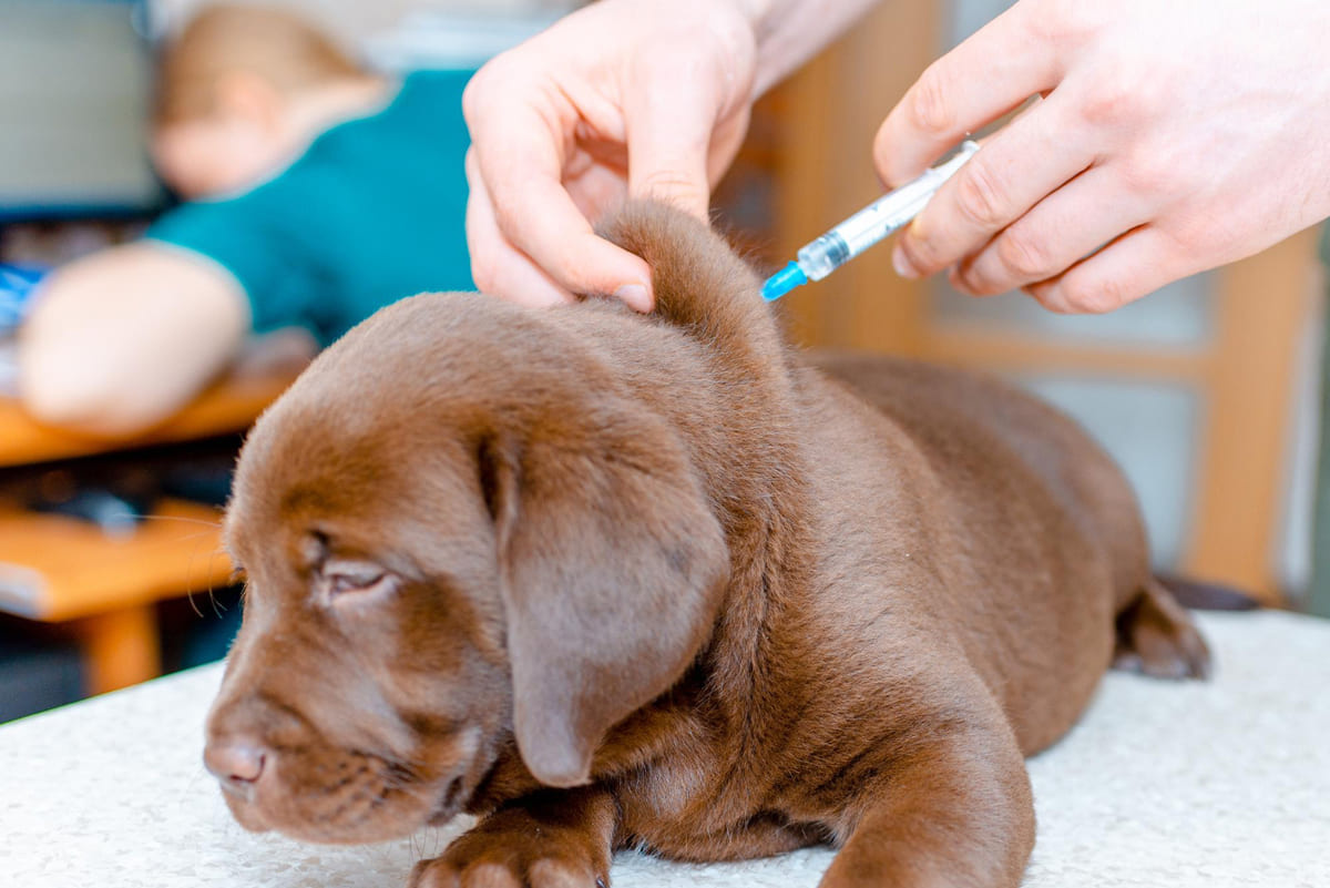 Vaccinated brown puppy