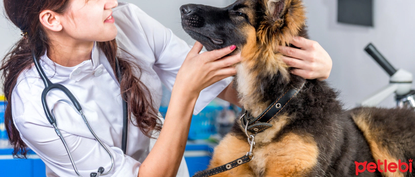 Lymphoma in Dogs
