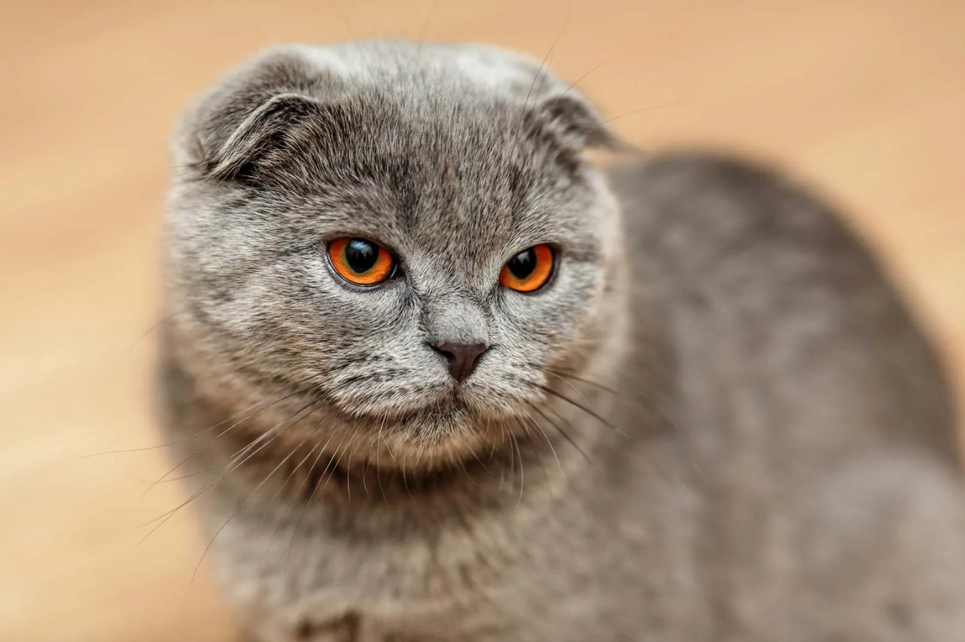 Scottish Fol with amber eyes cat