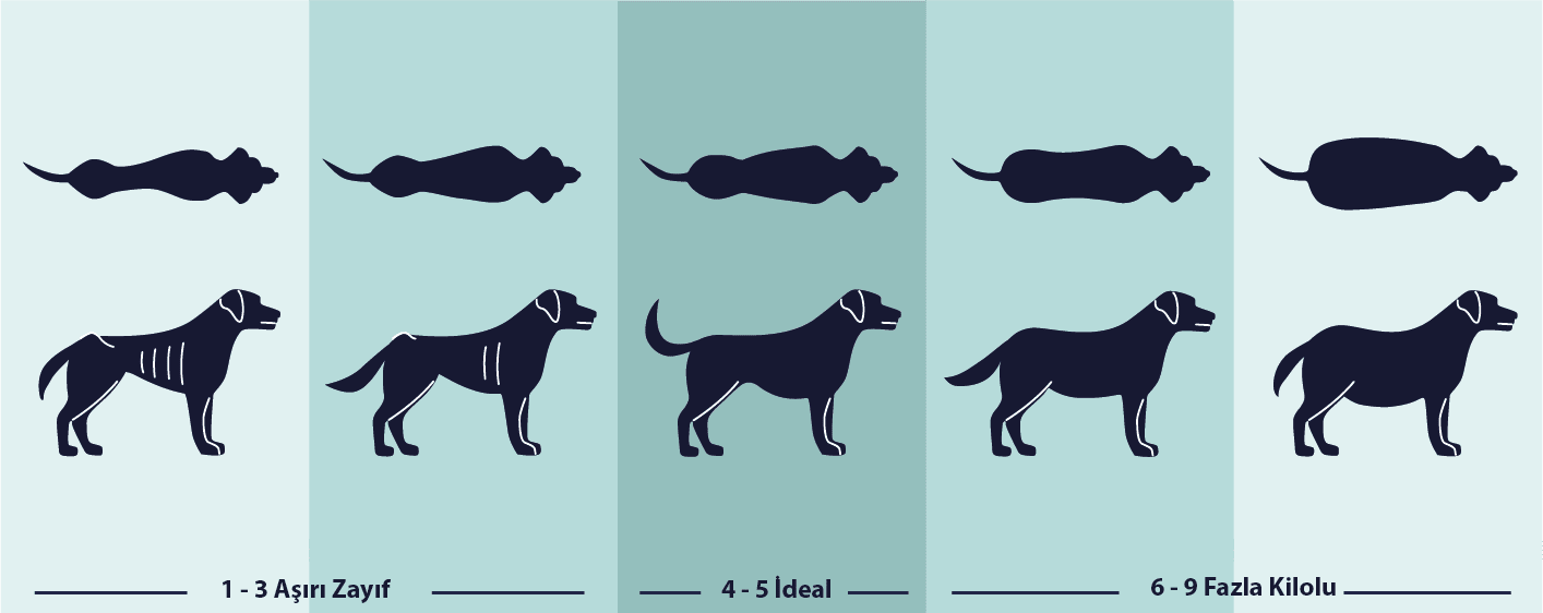 BCS Body Condition Score in Dogs