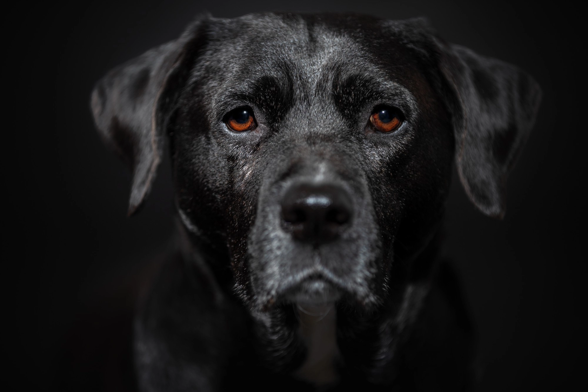Why do dogs get mad?