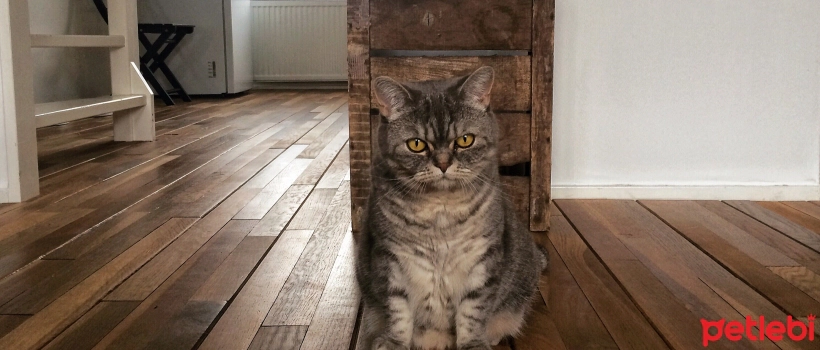 Things That Upset Cats the Most