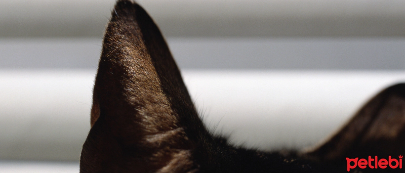 Ear Movements and Meanings in Cats
