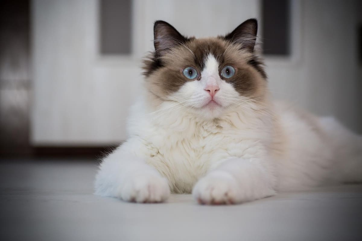 Long-haired cat with blue eyes sitting on the floor