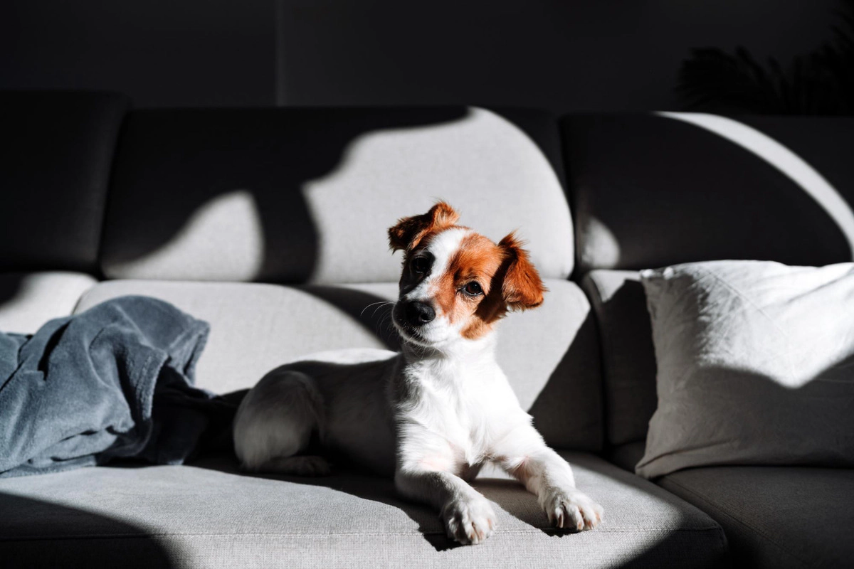 A curious-looking dog sitting on the sofa with sunlight shining on it