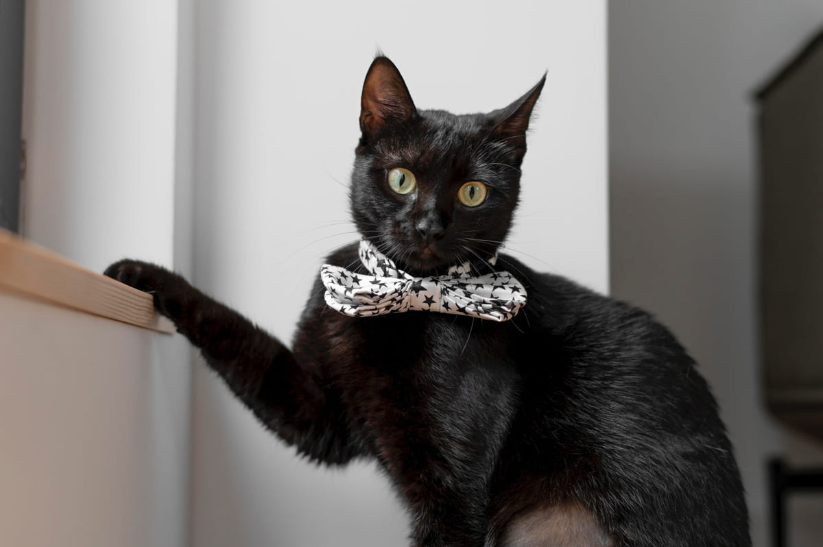 Black cat with a black and white bow tie