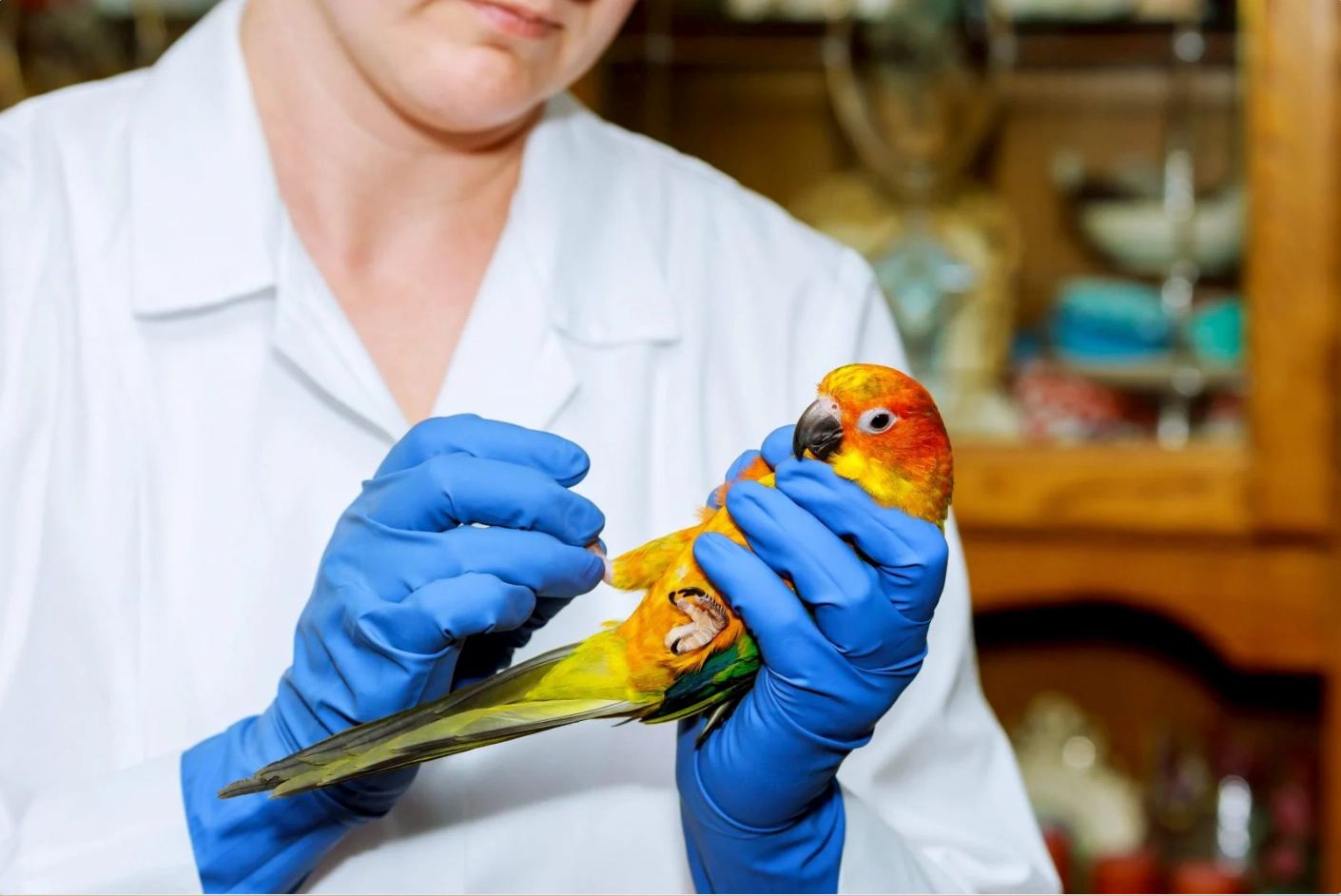 Parrot being examined