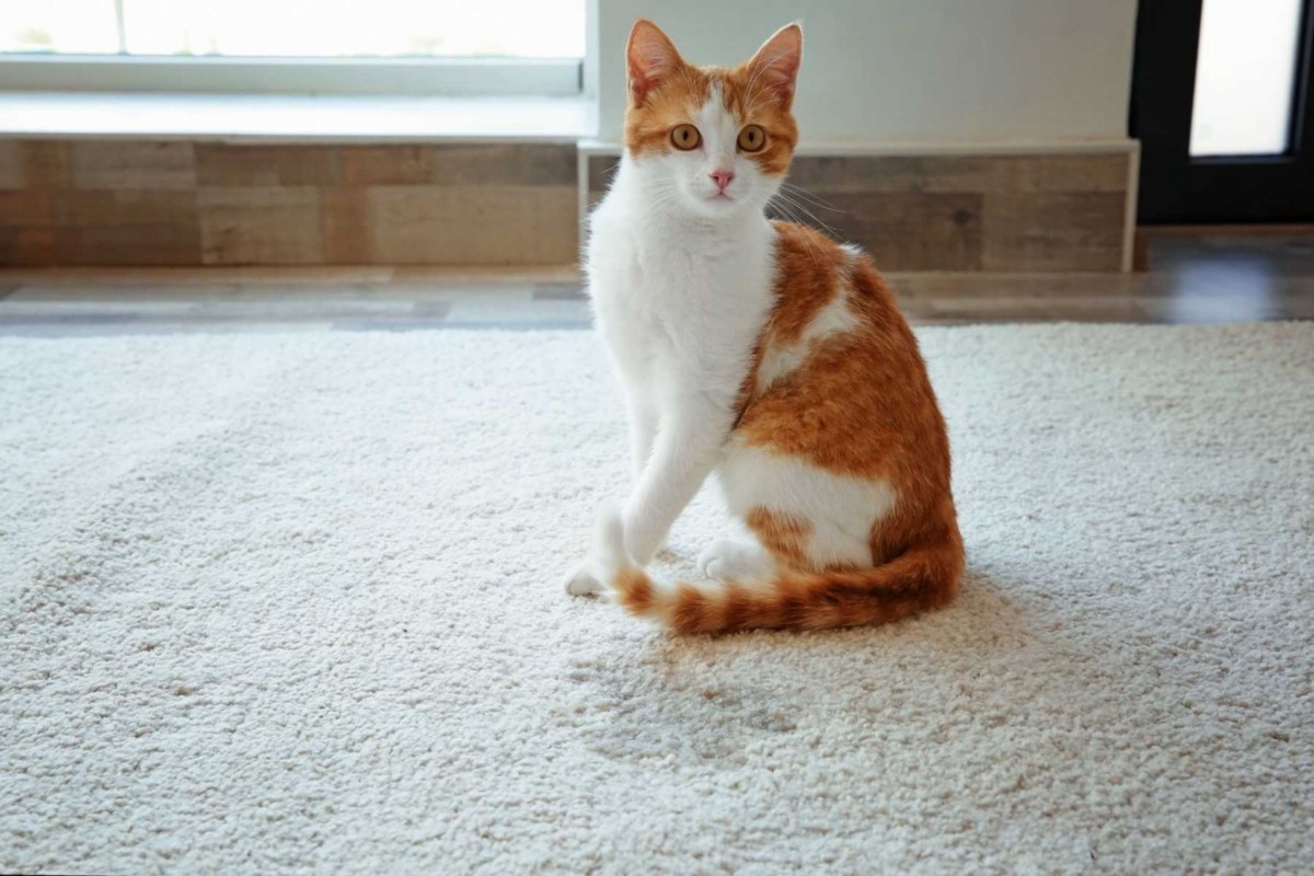 Cat that urinated on the carpet