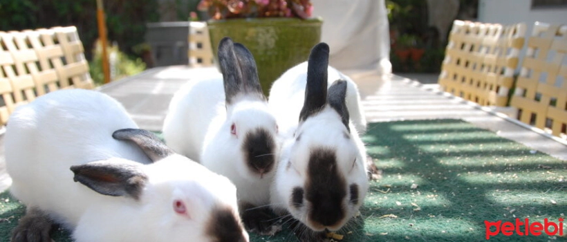 Himalayan Rabbit Characteristics and Care