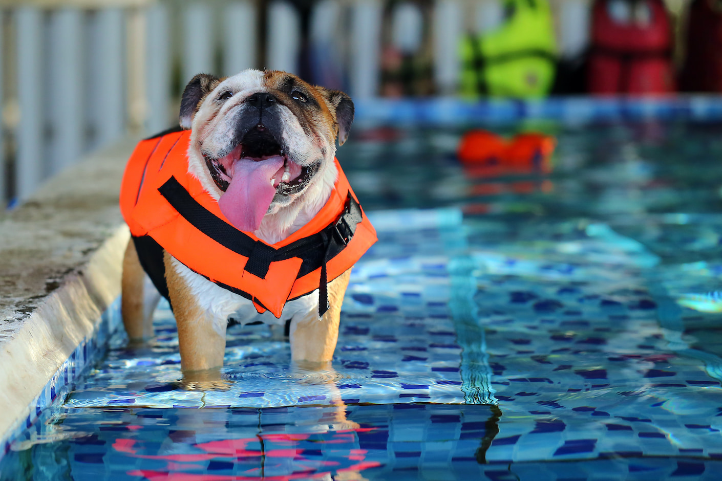 Dog standing by the pool with a life vest