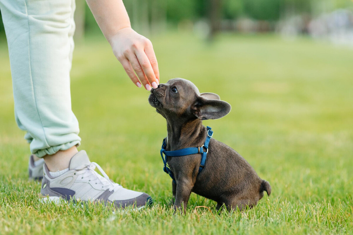 Dog being trained