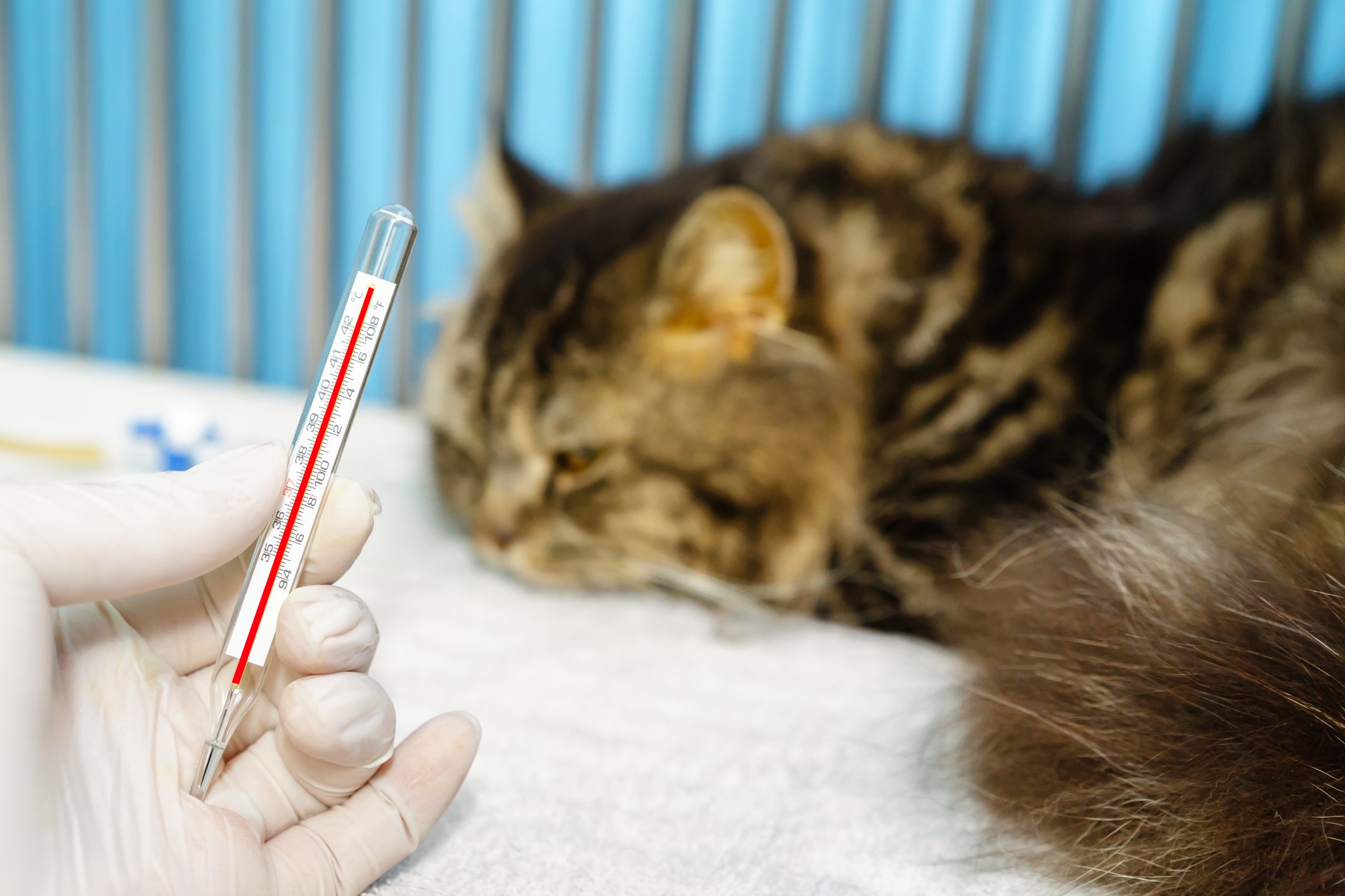 A cat having its temperature taken