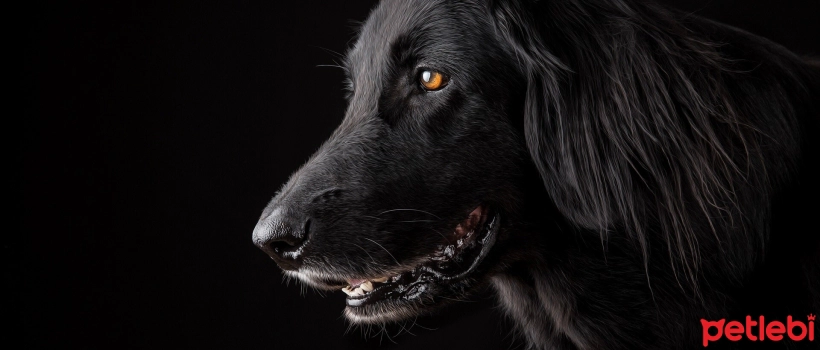 What are Dog Whiskers Used For?