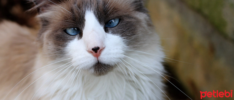 What Causes Eye Squint and Strabismus in Cats?