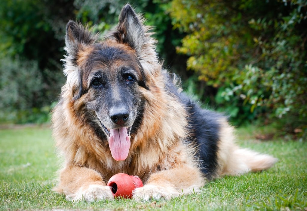 A dog with a toy between its paws