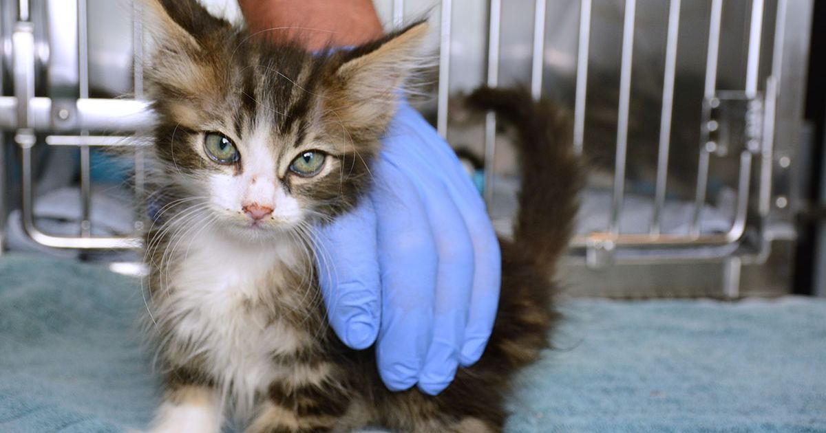 A tabby kitten under veterinary supervision