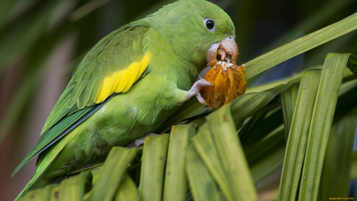 Love parrot eating fruit among the grass