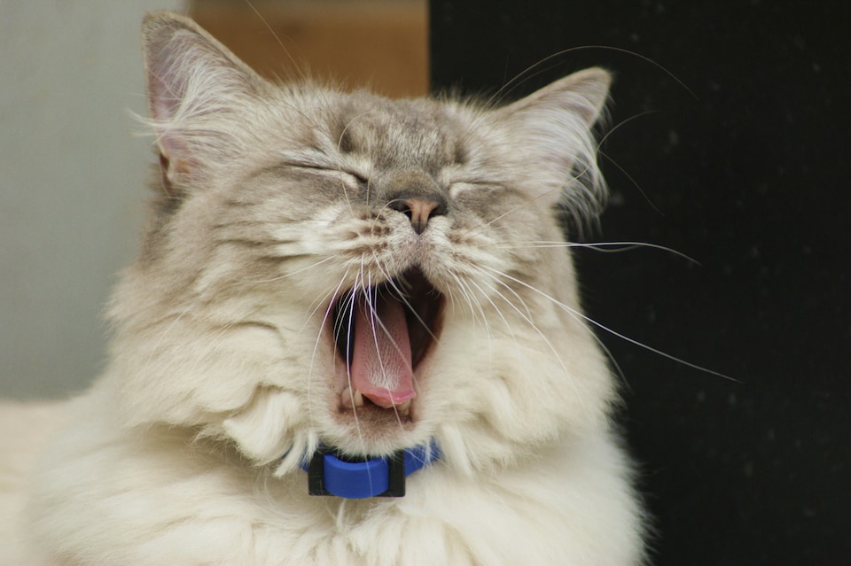sneezing gray-white furred cat