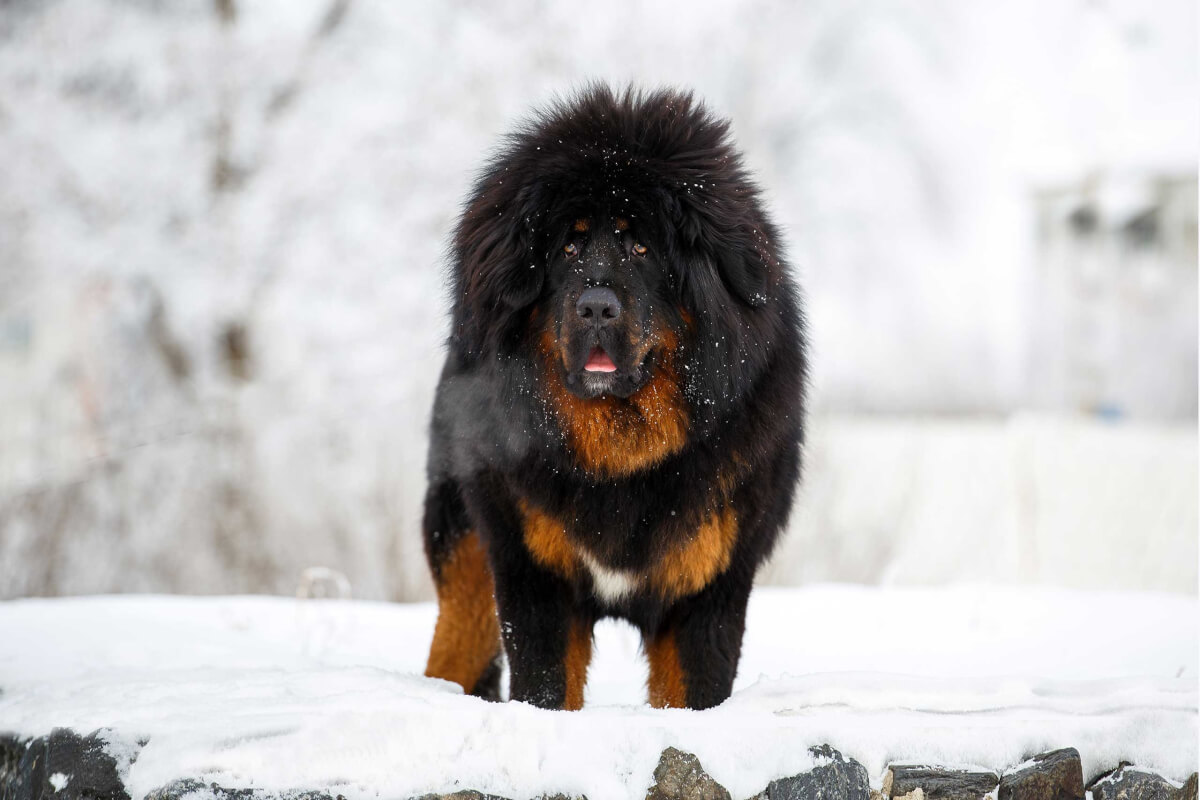 Giant black and brown dog standing in the snow